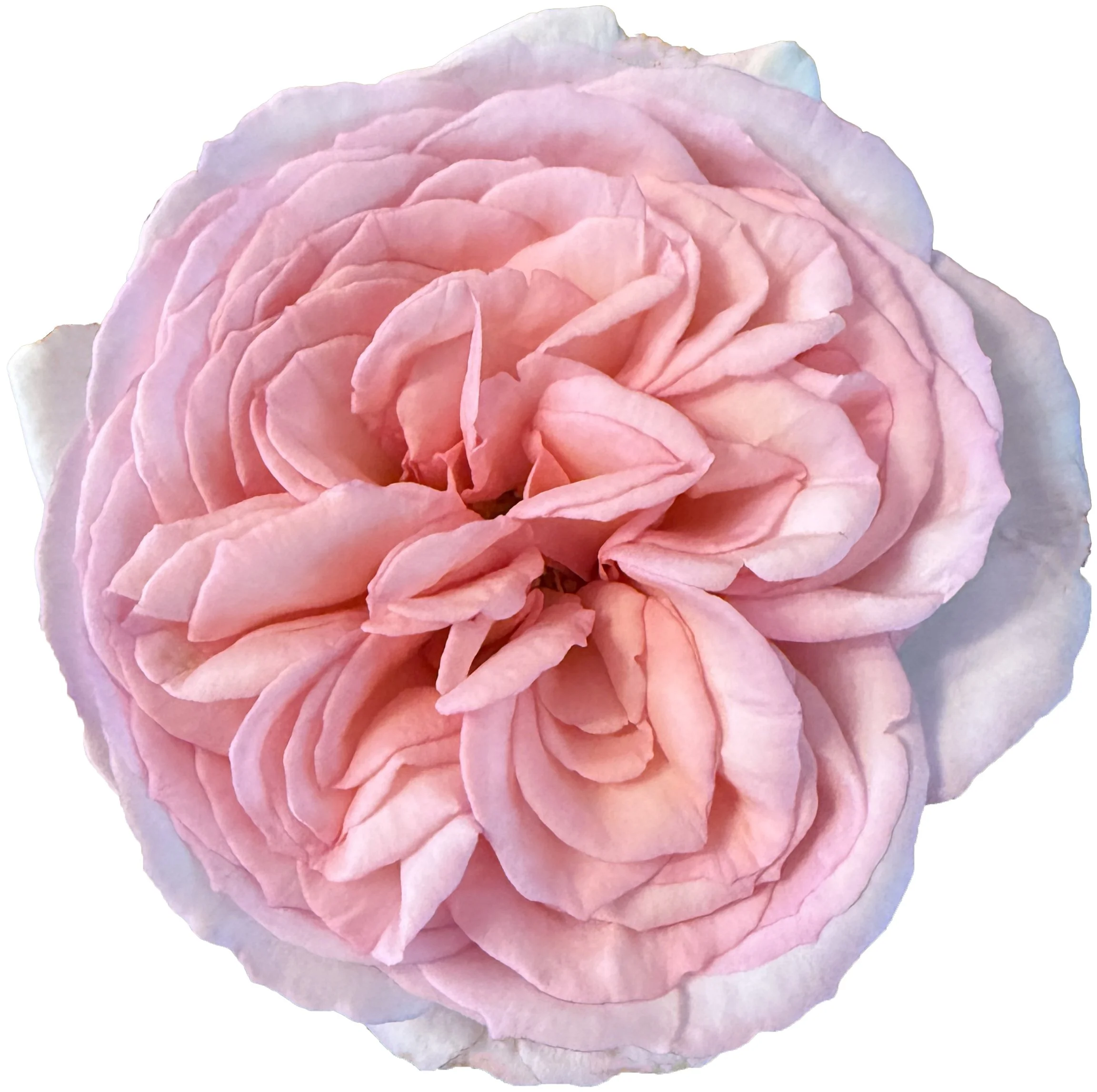 Princess Garden Roses